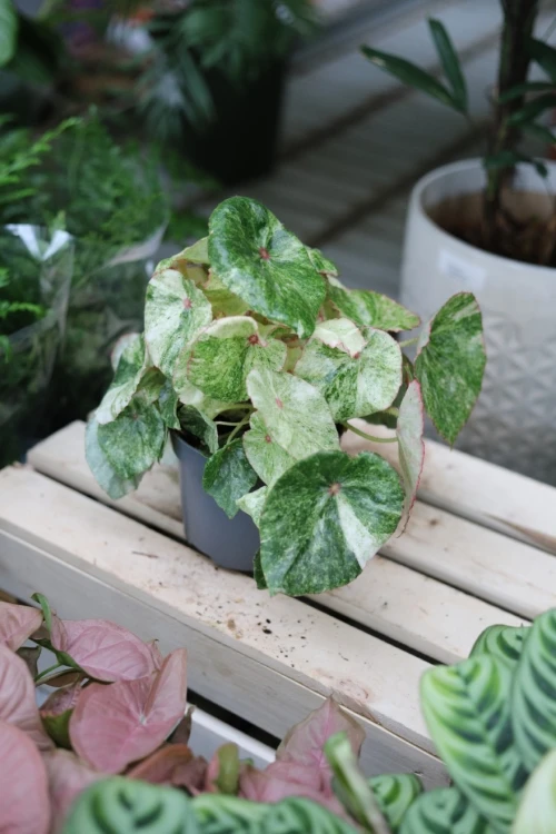 Begonia 'Rouge Variegated' 3