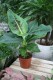 bananowiec musa tropicana (1).JPG