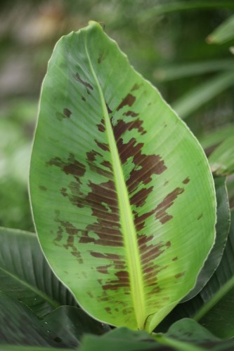 bananowiec musa tropicana (2).JPG