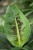 bananowiec musa tropicana (2).JPG