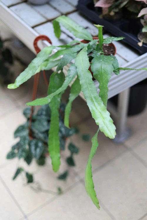 Epiphyllum ‘Frühlings Gold’ (3).JPG