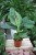bananowiec musa tropicana (3).JPG