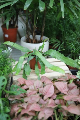Epiphyllum ‘Frühlings Gold’ (1).JPG