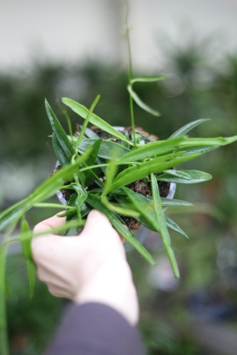 hoja longifolia (2).JPG