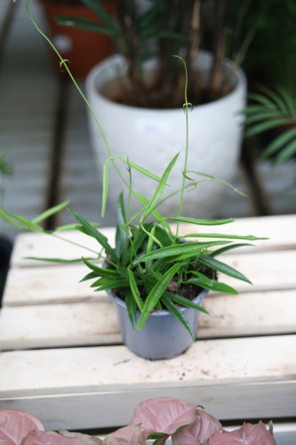 hoja longifolia (3).JPG