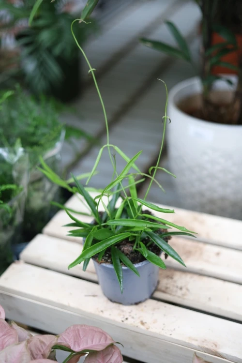 hoja longifolia (4).JPG