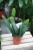 Epiphyllum ‘Sarah Courant’.JPG