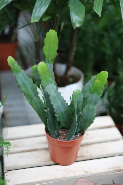 Epiphyllum ‘Sarah Courant’.JPG