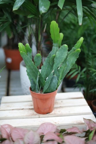 Epiphyllum ‘Sarah Courant’ (1).JPG