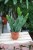 Epiphyllum ‘Sarah Courant’ (1).JPG