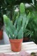 Epiphyllum ‘Sarah Courant’ (2).JPG