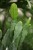 Epiphyllum ‘Sarah Courant’ (3).JPG