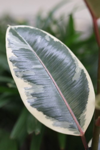 ficus elastica tineke (2).JPG