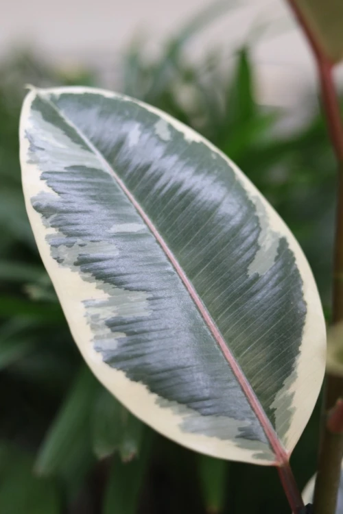 ficus elastica tineke (2).JPG