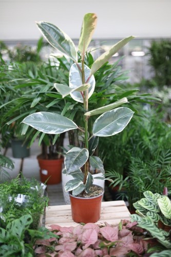 ficus elastica tineke (3).JPG