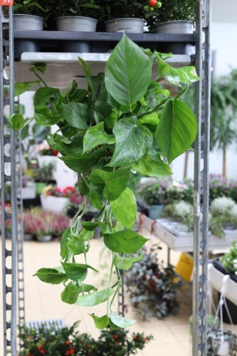 Epipremnum aureum Jungle Star (Marble Green) XL (1).JPG