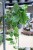 Epipremnum aureum Jungle Star (Marble Green) XL (2).JPG