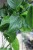 Epipremnum aureum Jungle Star (Marble Green) XL (3).JPG