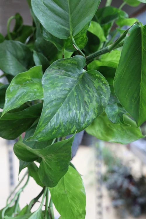 Epipremnum aureum Jungle Star (Marble Green) XL (3).JPG