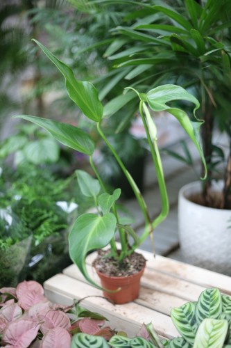 monstera burle marx flame m (1).JPG