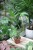 monstera burle marx flame m (1).JPG