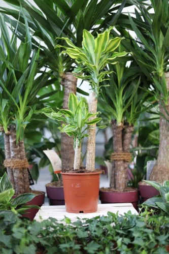 Dracaena fragrans 'Yellow Coast' to efektowna roślina doniczkowa o szerokich liściach z żółtymi paskami – doskonała do domu i biura.