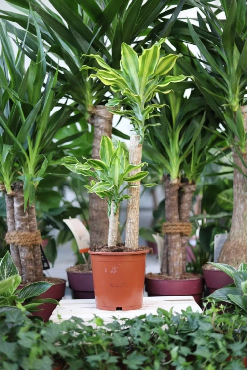 Dracaena fragrans 'Yellow Coast' to efektowna roślina doniczkowa o szerokich liściach z żółtymi paskami – doskonała do domu i biura.