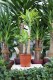 Dracaena fragrans 'Yellow Coast' to efektowna roślina doniczkowa o szerokich liściach z żółtymi paskami – doskonała do domu i biura.