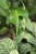 monstera burle marx flame m (2).JPG