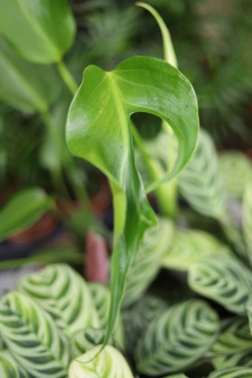 monstera burle marx flame m (2).JPG