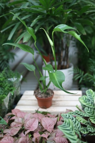 monstera burle marx flame m (3).JPG