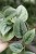 Scindapsus pictus ‘Green Anaconda’ (Scindapsus Pstry) (4).JPG