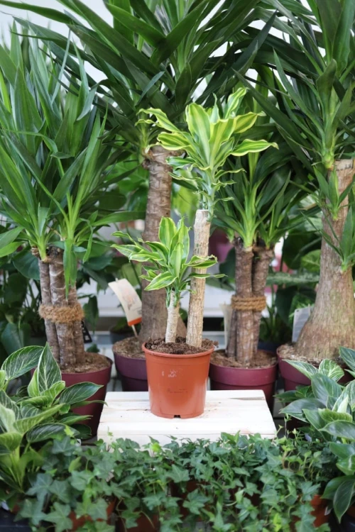 Dracaena fragrans 'Yellow Coast'