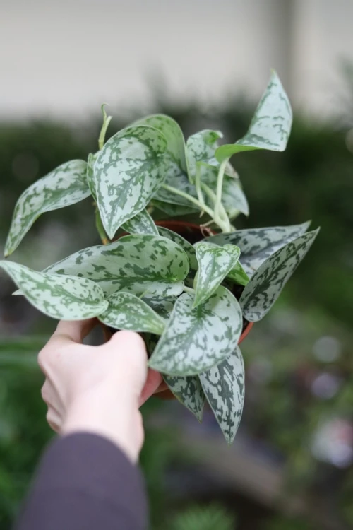 Scindapsus ‘Silver Lady' (2).JPG