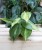 Philodendron scandens Brasil to żywa roślina doniczkowa o sercowatych liściach z zielono-limonkowym wzorem – idealna do domu, biura lub jako roślina wisząca.