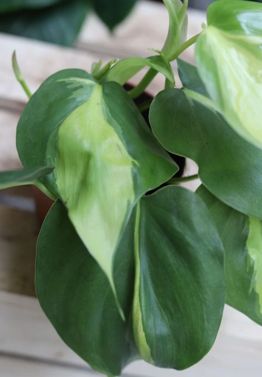Philodendron scandens Brasil