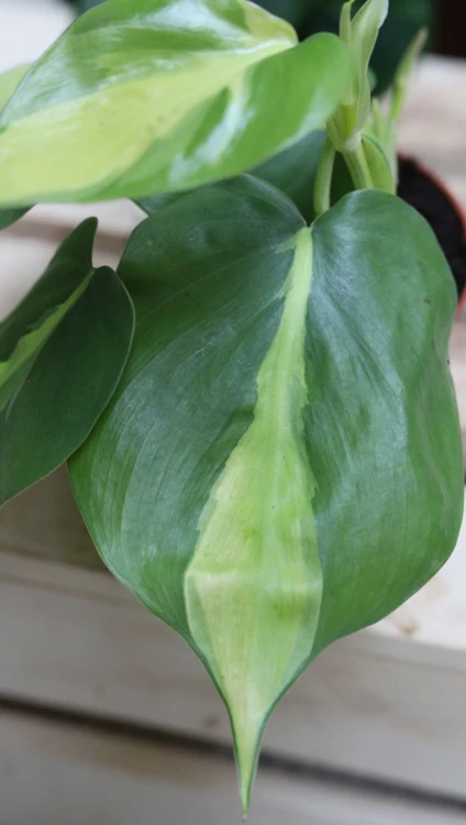 Filodendron pnący