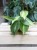 Philodendron scandens Brasil (1)
