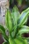 Dracena wonna