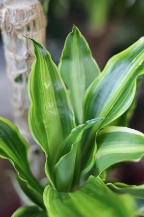 Dracena wonna