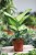 Dieffenbachia maculata 'Summer Style' (2).JPG