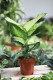 Dieffenbachia maculata 'Summer Style' (2).JPG