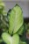 Dieffenbachia maculata 'Summer Style' (3).JPG