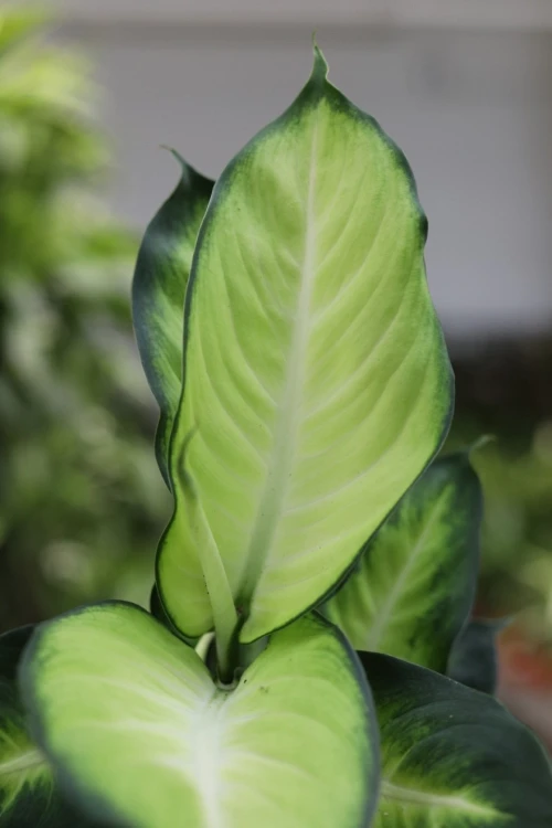 Dieffenbachia maculata 'Summer Style' (3).JPG