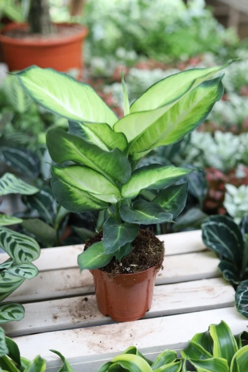 Dieffenbachia maculata 'Summer Style' (1).JPG