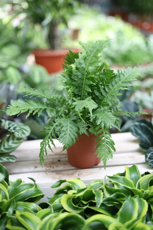 Blechnum gibbum 'Silver Lady' (1).JPG