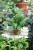 Blechnum gibbum 'Silver Lady' (2).JPG