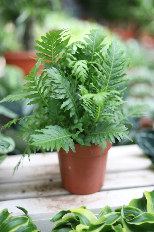 Blechnum gibbum 'Silver Lady' (3).JPG