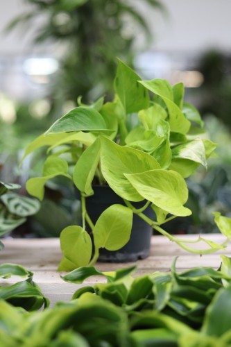 Epipremnum aureum 'Teruno Champs-Elysses' (1).JPG