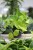 Epipremnum aureum 'Teruno Champs-Elysses' (1).JPG